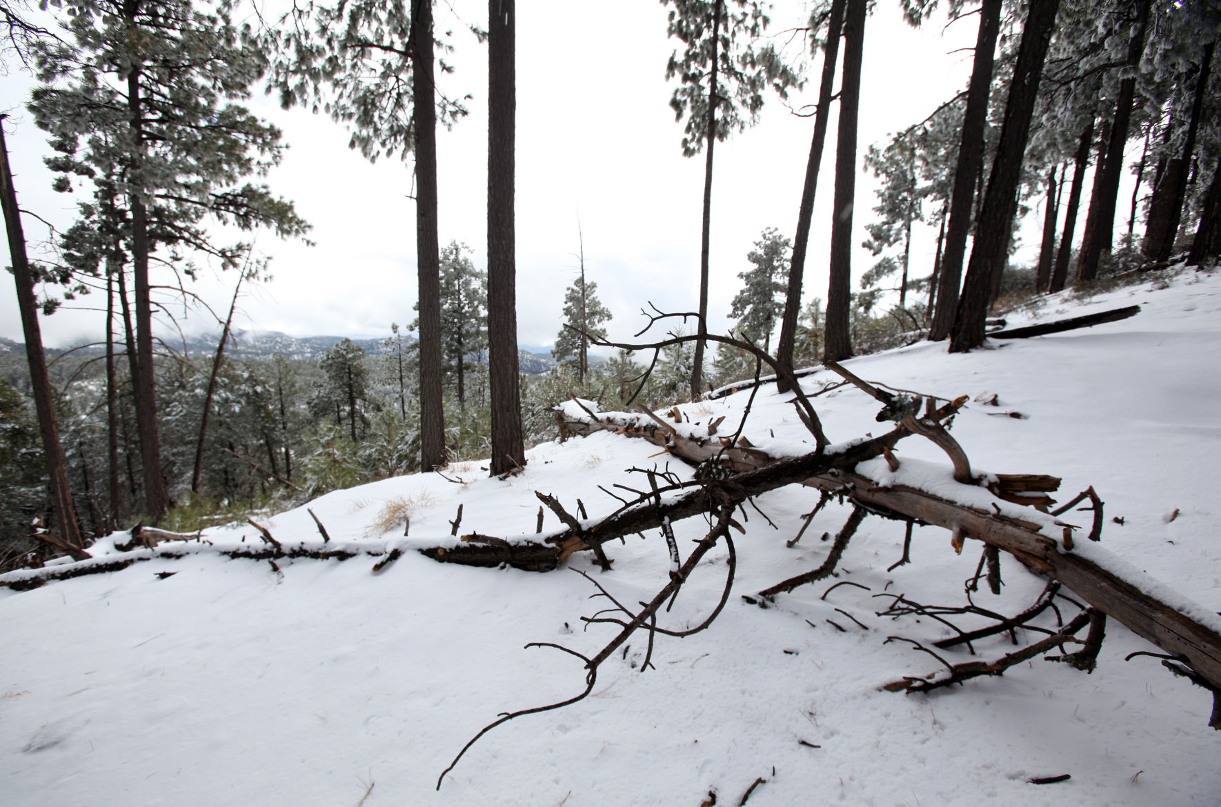 Snow on the Catalinas